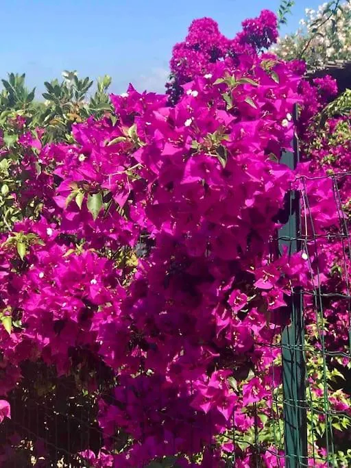 Buganvillea Cottage: Un Nido A 200 Mt. Dal Mare 포르토 폴로 0*,  이탈리아