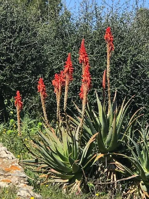 Buganvillea Cottage: Un Nido A 200 Mt. Dal Mare 포르토 폴로